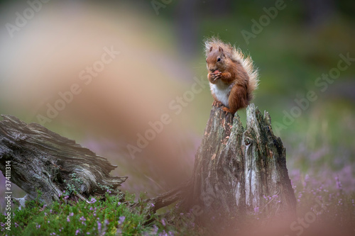 Obraz na płótnie Red Squirrel, Sciurus vulgaris, feeding surrounded by flowering purple/violet heather in the cairngorms national park, scotland. w salonie
