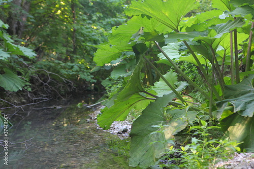 Wallpaper Mural Summer river landscape in the forest Torontodigital.ca