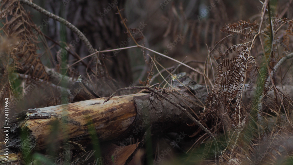 Obraz premium Tronc de pin mort, au bord d'un chemin forestier
