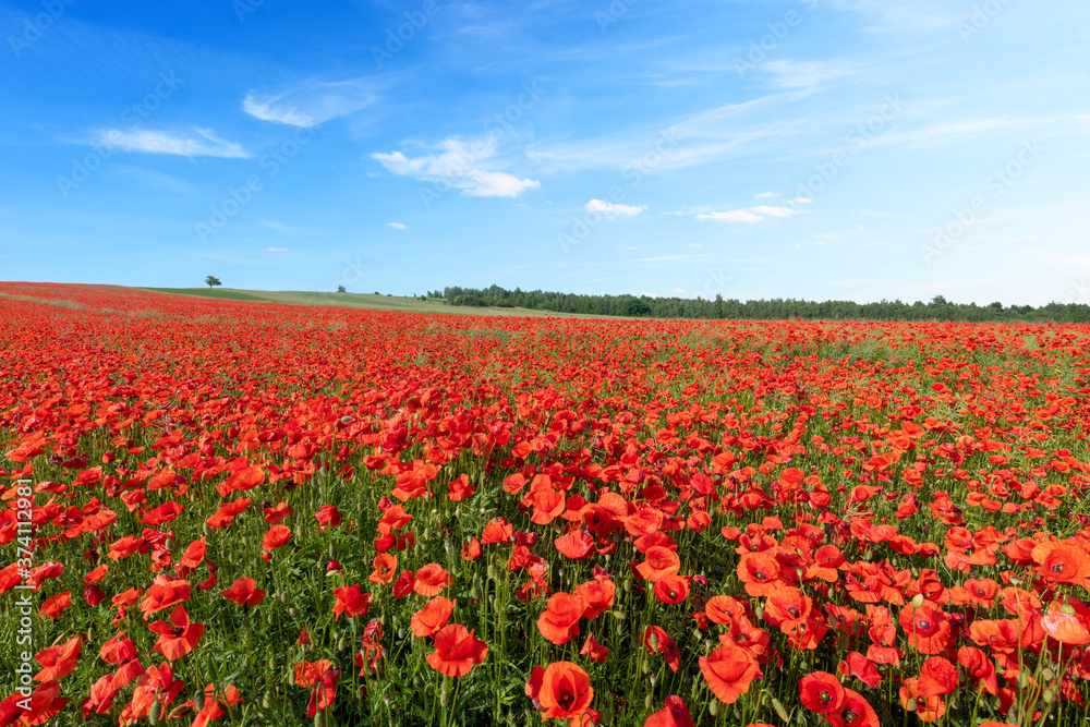 Beautiful summer day over poppy field