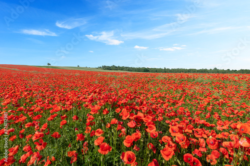 Beautiful summer day over poppy field