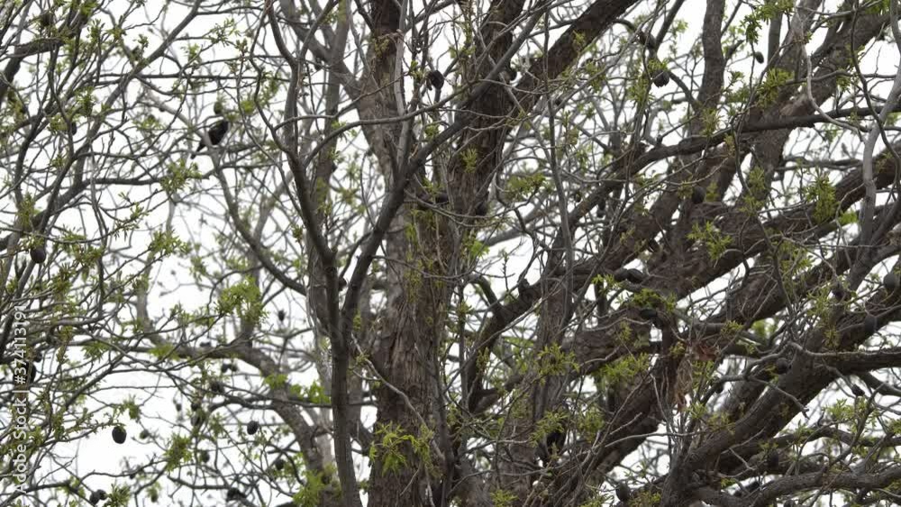 A flock of Red-winged Blackbirds singing loudly in a pecan tree on a cloudy day A flock of Red-winged Blackbirds singing loudly in a pecan tree on a cloudy day