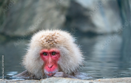 portrait of snow monkey © iven401