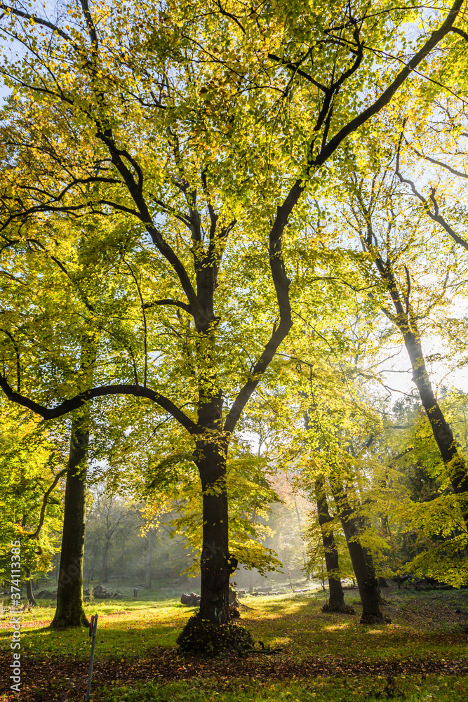 Forests with mature beech trees along avenues in a Dutch estate in beautiful autumn colors and backlight