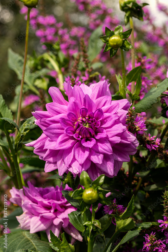 Purple dahlia flowers in garden Purple dahlia flowers in garden