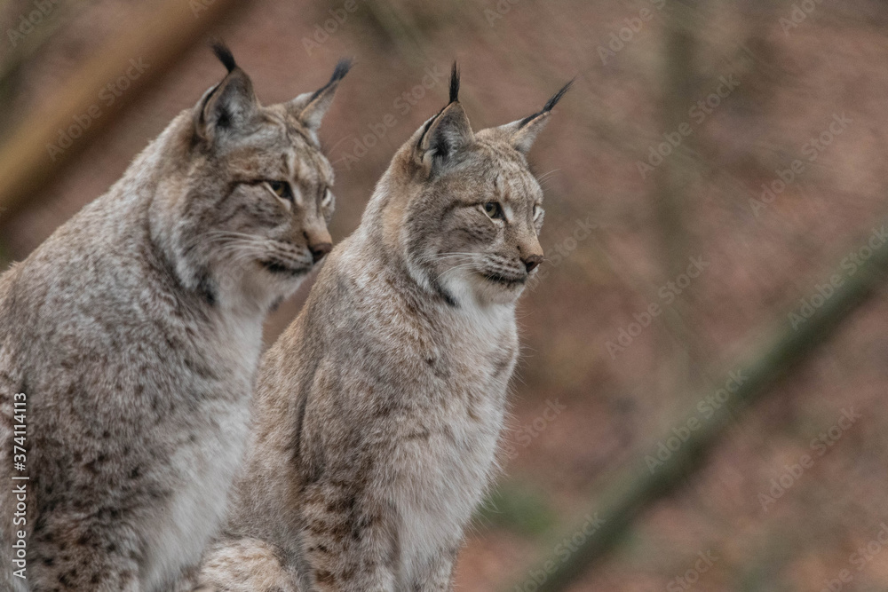 Fototapeta premium Luchs/Lynx