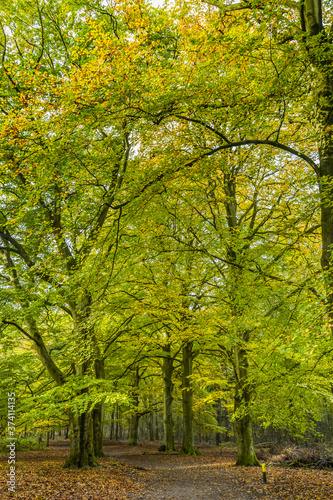 Forests with mature beech trees along avenues in a Dutch estate in autumn colors and backlight
