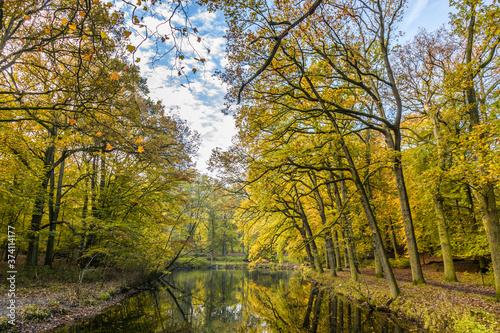 Forests with mature beech trees along pond in a Dutch estate in autumn colors and backlight and blue sky with  scattered clouds