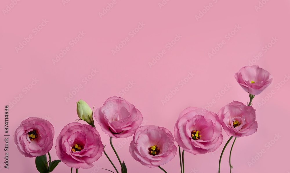 Beautiful flower composition of eustoma on pink background. Flat lay, top view. Floral background.Valentines day. Happy birthday.
