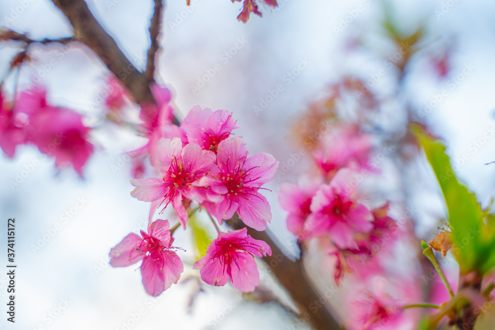 Obraz premium pink cherry blossom
