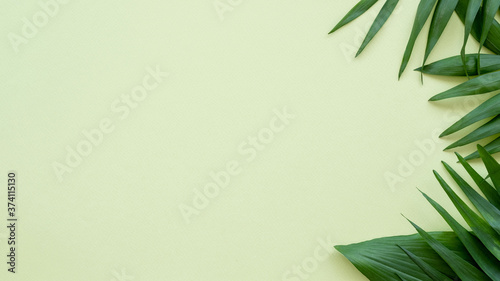 Floral background. Greeting card. Exotic green leaf minimal arrangement isolated on light copy space. Foliage decor. Party invitation. Holiday congratulation.