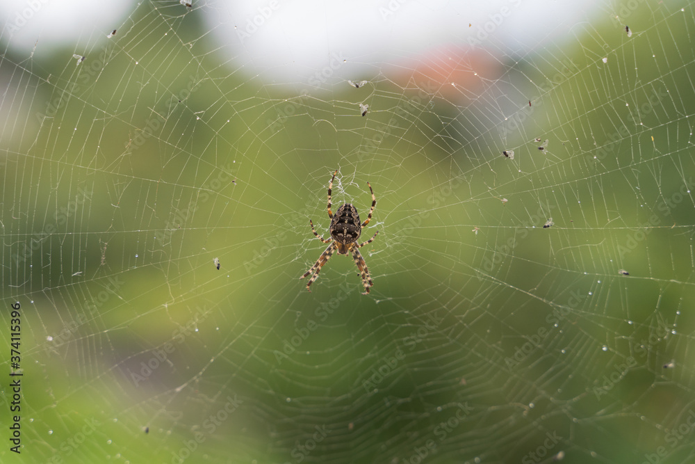 a large spider sits in a web