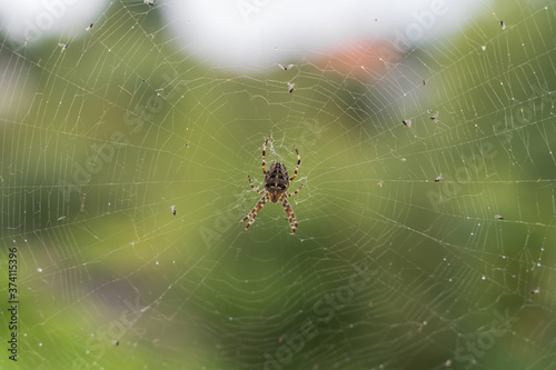 a large spider sits in a web