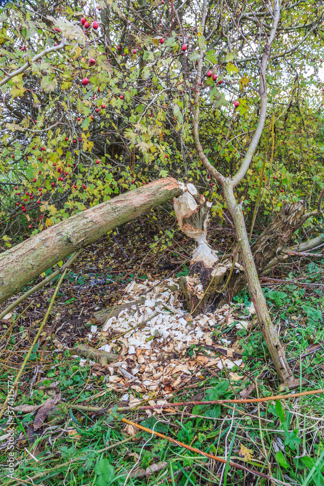 Willow tree, Salix alba, with bite marks of wild Beaver in a floodplain forests on the banks of the Dutch River Lek Willow tree, Salix alba, with bite marks of wild Beaver in a floodplain forests on the banks of the Dutch River Lek