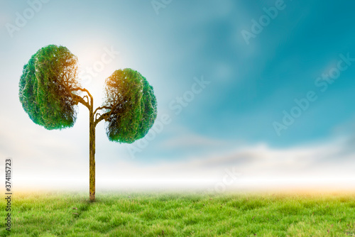 Trees (kidneys), 3D environmental and medical concepts photo