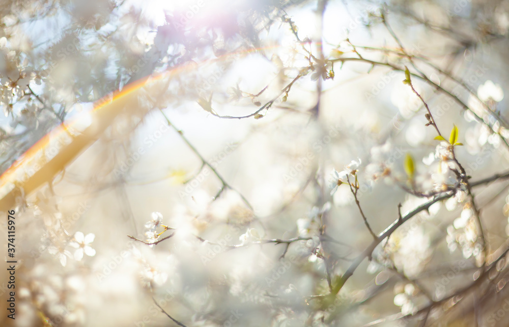 Abstract defocused spring background with сherry blossom
