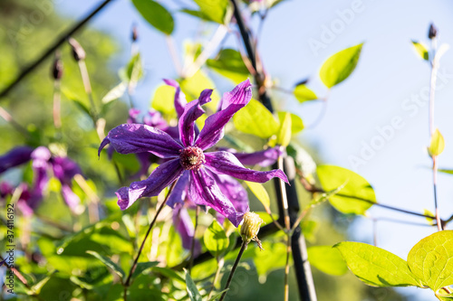 climbing purple climatis growing in garden in the sunlight on a summer day.Dark blue-purple climatis flower on blurred background. Flower nature concept photo