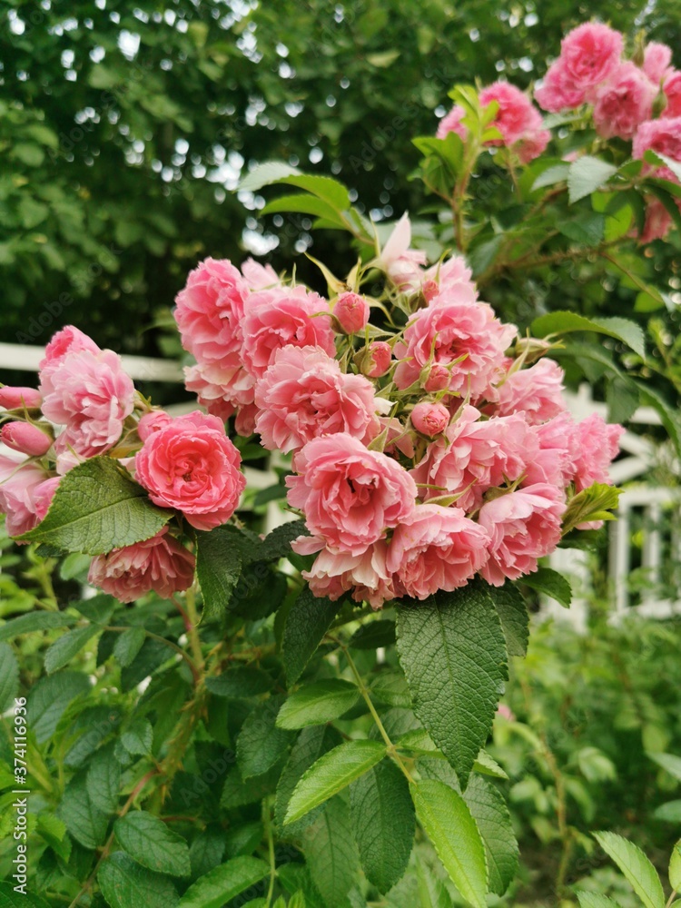 pink rose bush background