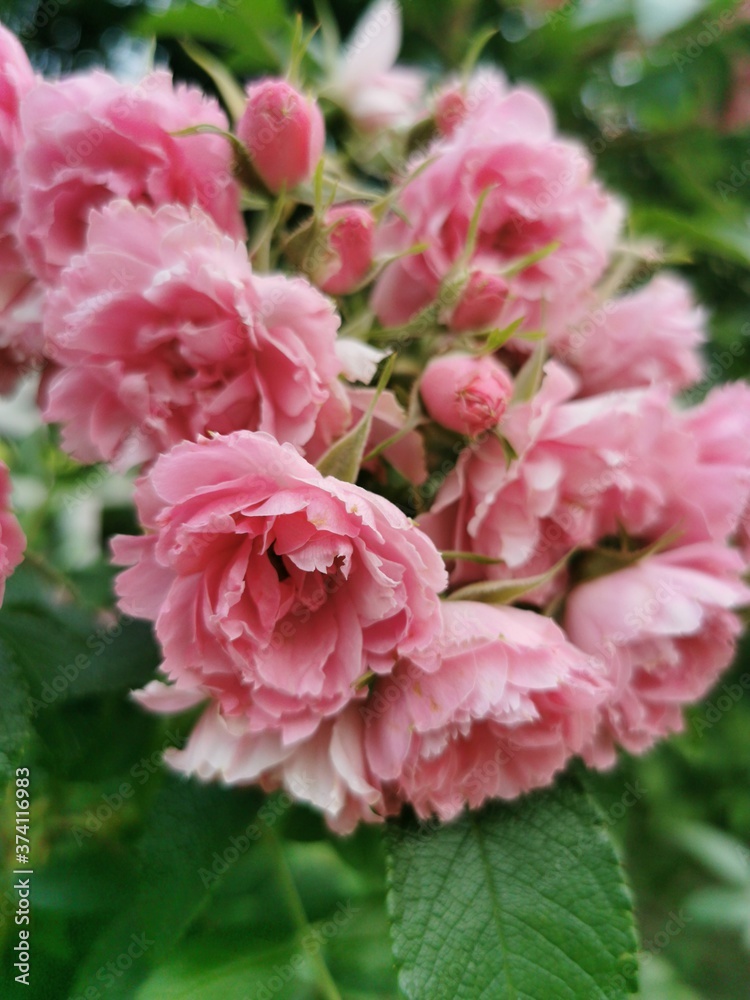 pink rose bush background
