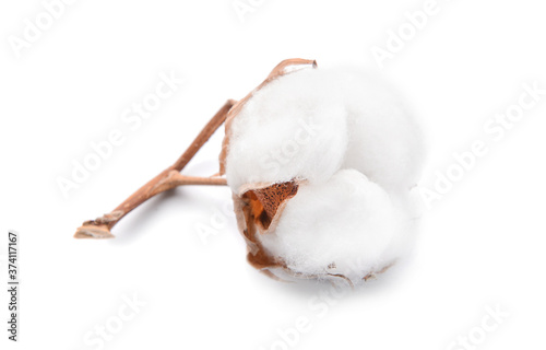 Beautiful cotton flower on white background
