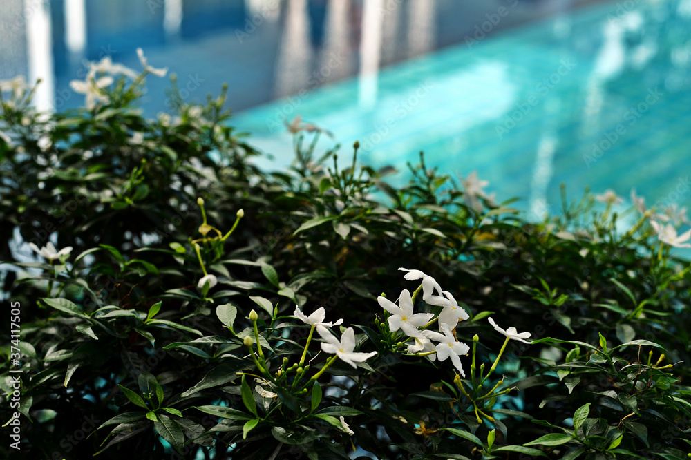 Hotel resort swimming pool