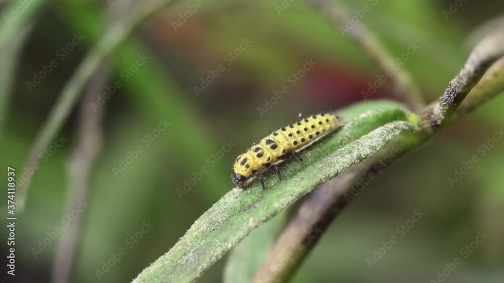 Macro shot of 22-point ladybug larva (Psyllobora vigintiduopunctata) eating mold on a plant leaf. Macro shot of 22-point ladybug larva (Psyllobora vigintiduopunctata) eating mold on a plant leaf.