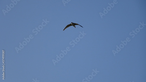 Falcon in sky