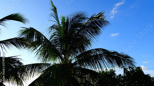 coconut tree with blue sky