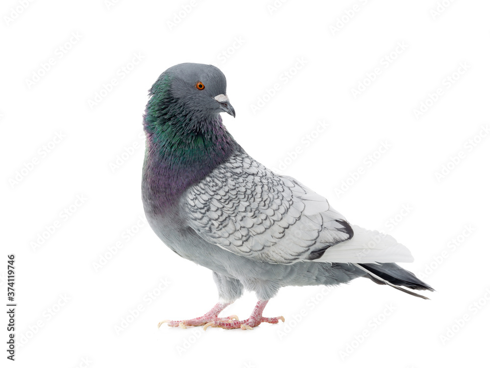 polish lynx dove isolated on white background polish lynx dove isolated on white background
