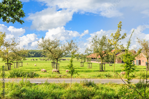 Noord Linschoterdijk, city of Linschoten, Dutch province of Utrecht, Netherlands, September 9, 2017: Rural area of the town of Linschoten with farms, old houses with orchards and meadows with cattle