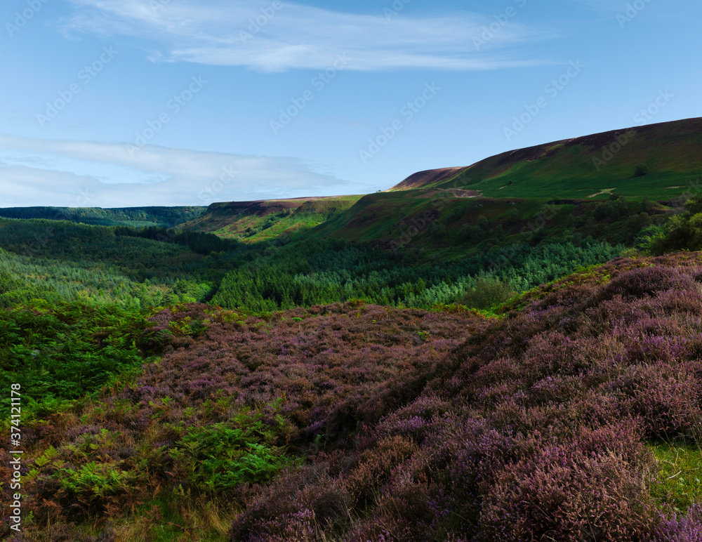 North York Moorland landscape with heather in bloom in summer. Goathland, UK.