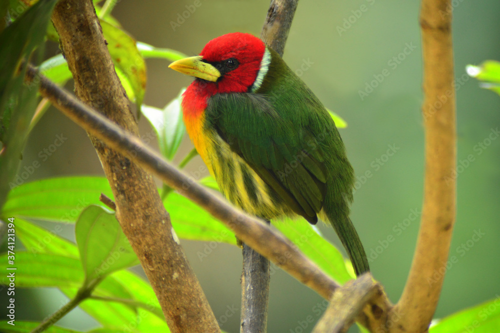 Red-headed Barbet (Eubucco bourcierii) adult male perched on branch. Valle del Cauca, Colombia