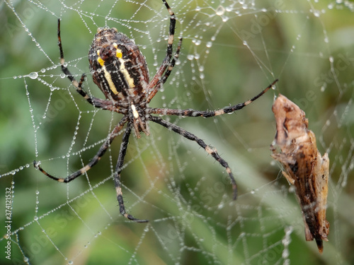 The big spider and its prey. Spider on spider web. Argiope (Argiope bruennichi)