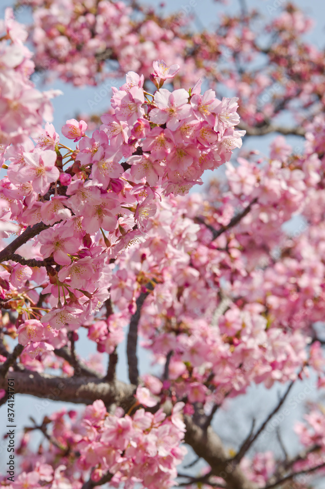 The cherry blossoms in the park are in full bloom.
The cherry blossoms in the park are in full bloom.