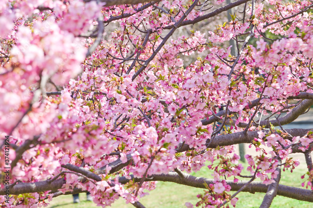 The cherry blossoms in the park are in full bloom.
The cherry blossoms in the park are in full bloom.