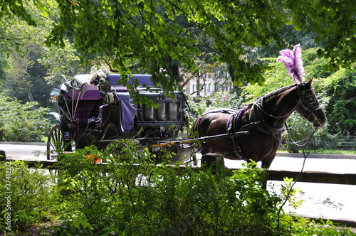 Horse-drawn carriage in the Central Park in New York during summer time