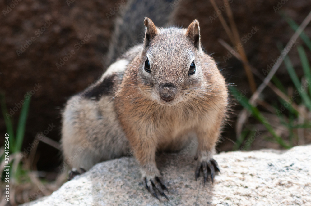 chipmunk sitting on a rock on the ground in the Rocky Mountain National Park near Estes Park in Colorado chipmunk sitting on a rock on the ground in the Rocky Mountain National Park near Estes Park in Colorado