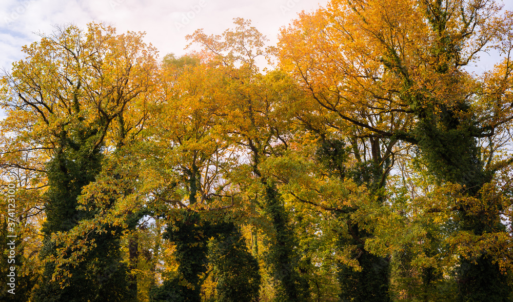 Fototapeta premium autumn in the park