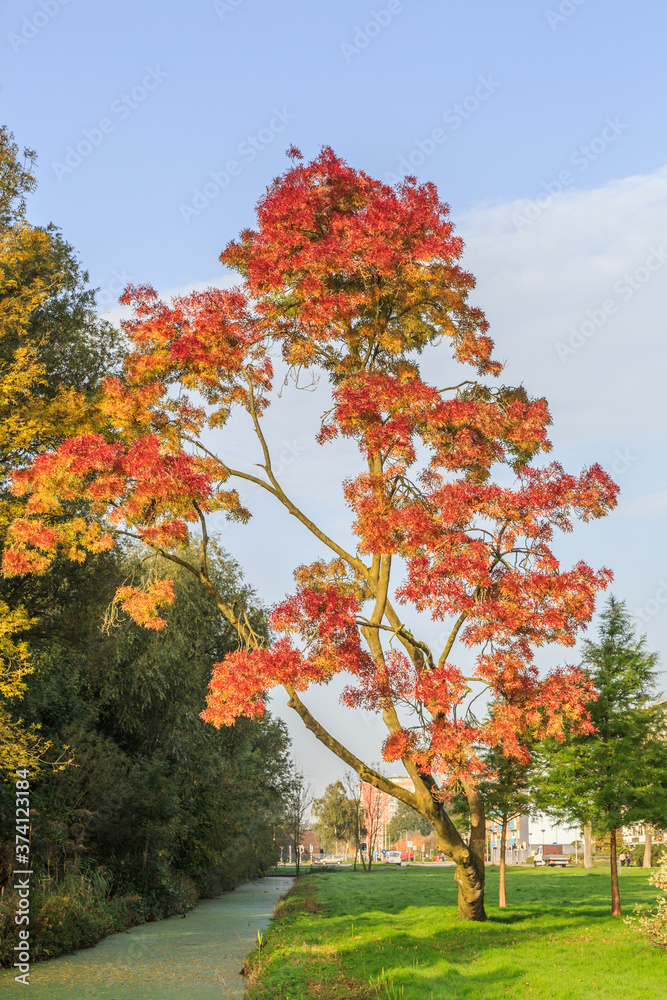 Naklejka premium Fraxinus angustifolia Raywood in autumn colors with bright red orange leaves against a blue sky with clouds veil