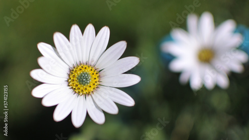 Closeup of white daisy flower taken in Boulder  Colorado