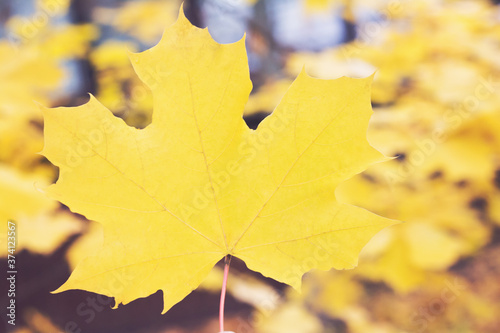 Yellow maple leaf as an autumn symbol. Autumn natural background