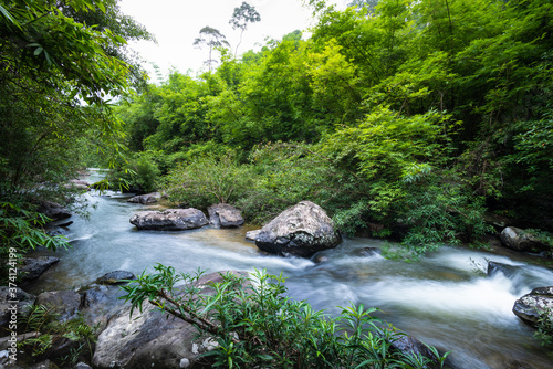 river in the forest