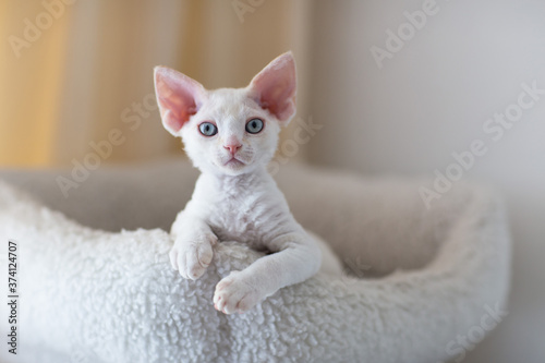 Tableau sur toile white kitten Devon Rex lies in bed
