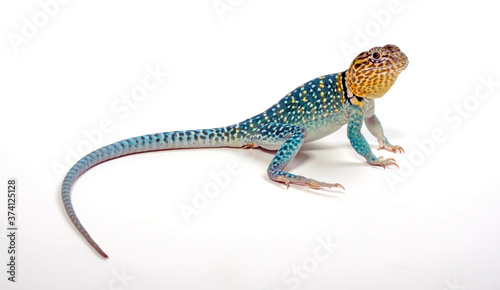 Halsbandleguan, Männchen (Crotaphytus collaris) - Common collared lizard, male photo