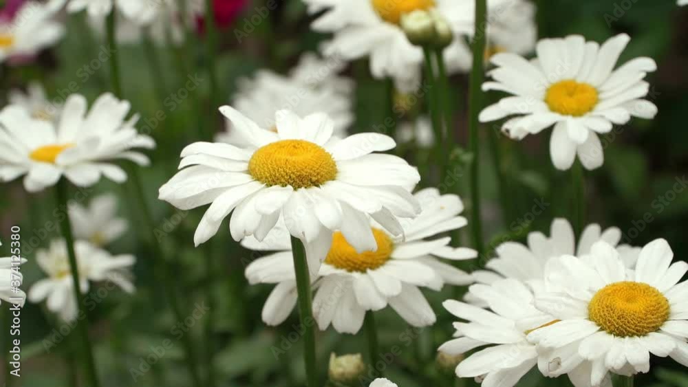 Wind waves white chamomile flowers in green summer meadow. Nature, floral background Wind waves white chamomile flowers in green summer meadow. Nature, floral background