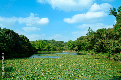 神奈川県立三ツ池公園（横浜市鶴見区）
