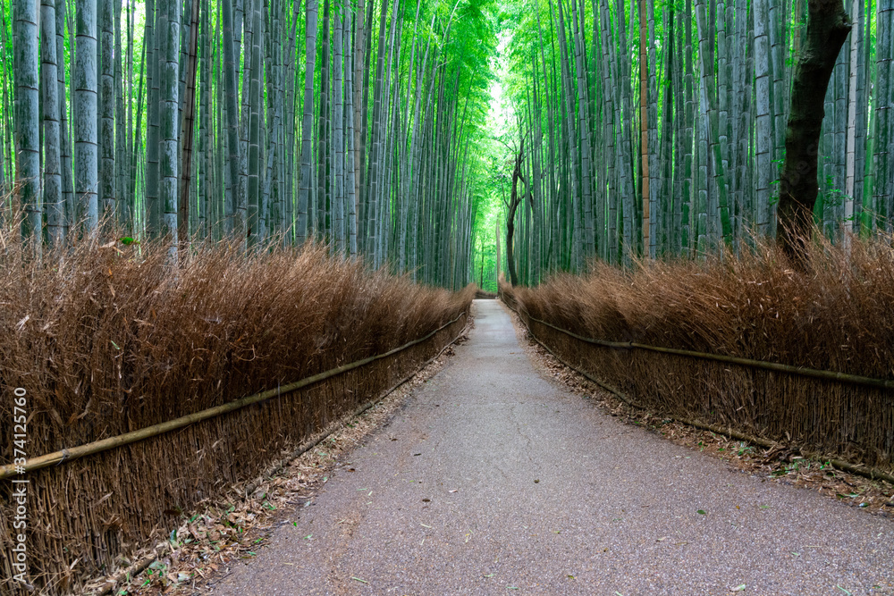 Fototapeta premium Arashiyama bamboo forest in Kyoto in the early morning（竹林の小径＠嵐山）