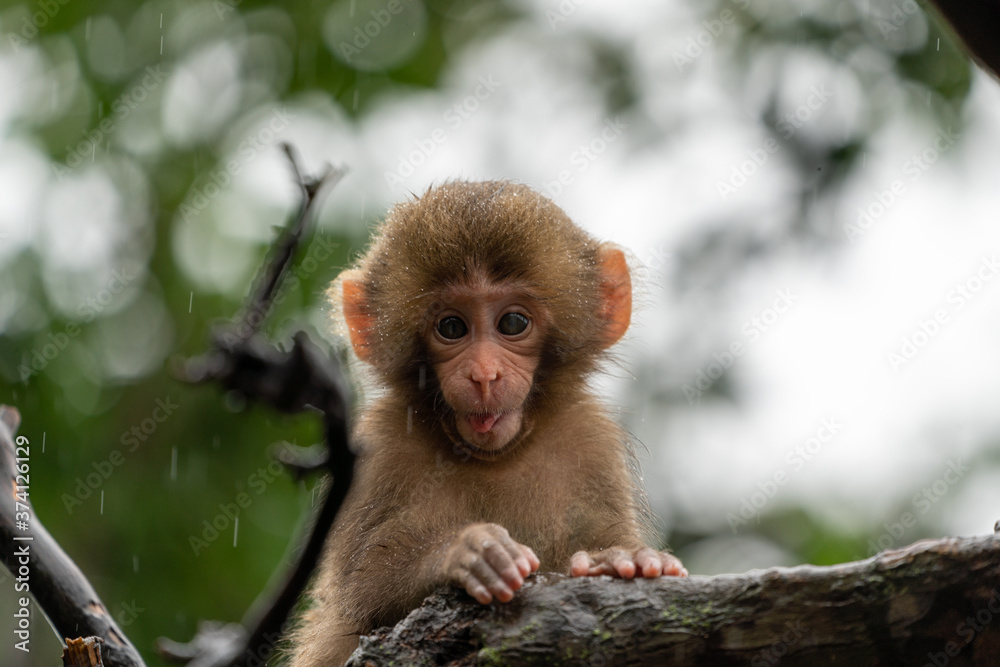 Japanese macaque in Arashiyama, Kyoto. A baby monkey is climbing a tree on a rainy day.
