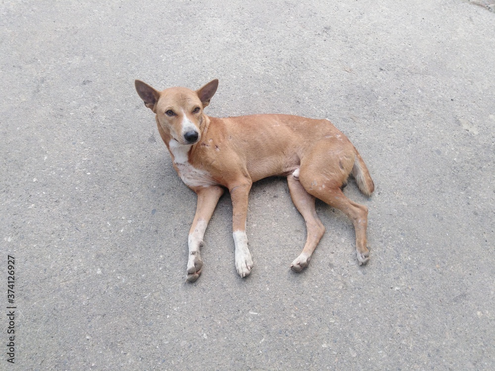 Portrait of a dog, The Dog in the streets of Bangladesh abandoned alone, Bangladeshi dog.