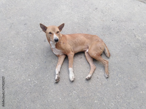 Fototapeta Naklejka Na Ścianę i Meble -  Portrait of a dog, The Dog in the streets of Bangladesh abandoned alone, Bangladeshi dog.